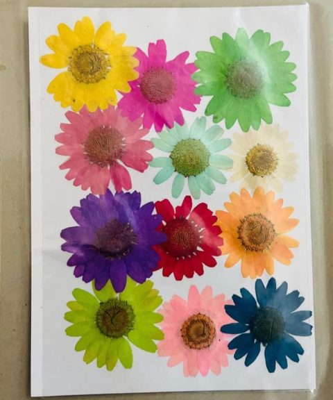 Multi-Color Dry Sun Flowers